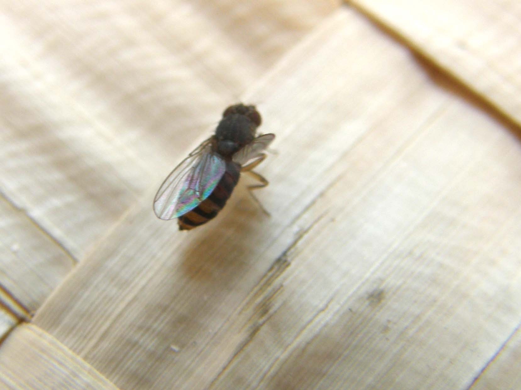 Drosophila del gruppo repleta (Drosophilidae).