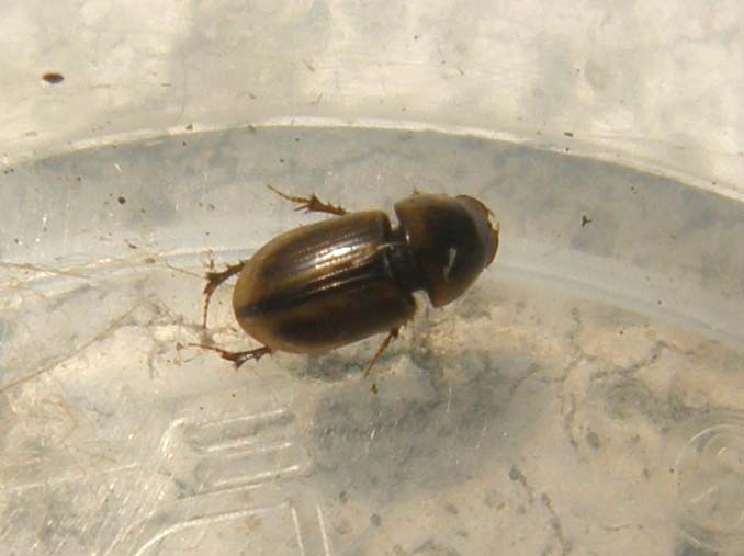 Altro Carabidae? No, Aphodius lividus