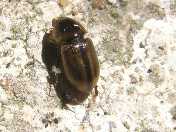 Altro Carabidae? No, Aphodius lividus