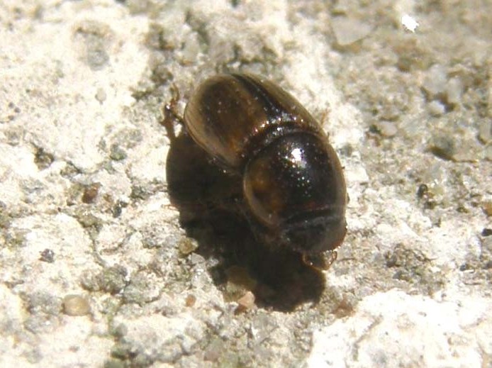 Altro Carabidae? No, Aphodius lividus