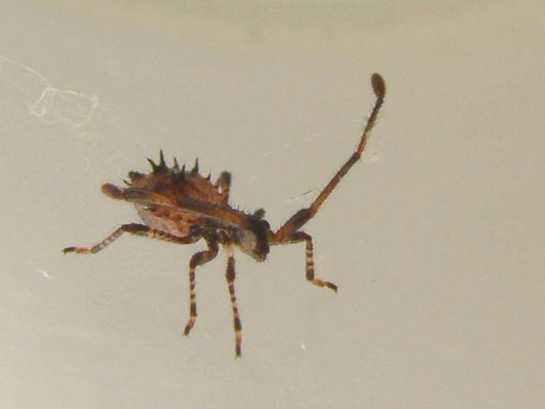 Coreidae: Coreus marginatus (adulti e ninfe) di Volano (FE)