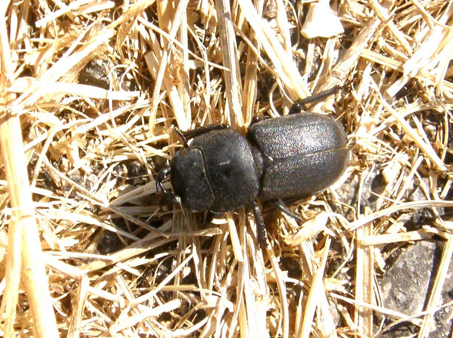 Scarabeo da identificare: Dorcus parallelepipedus