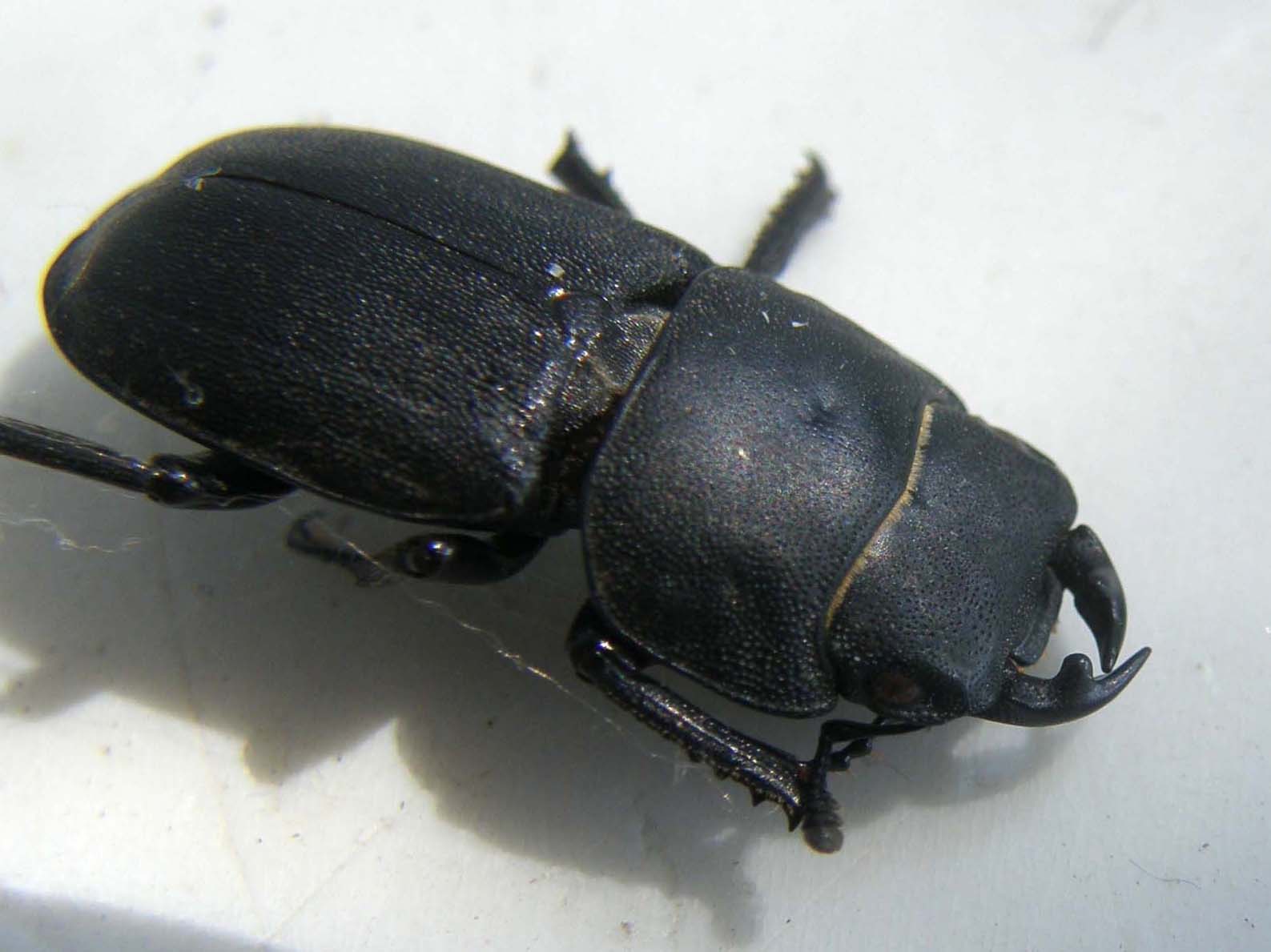 Scarabeo da identificare: Dorcus parallelepipedus