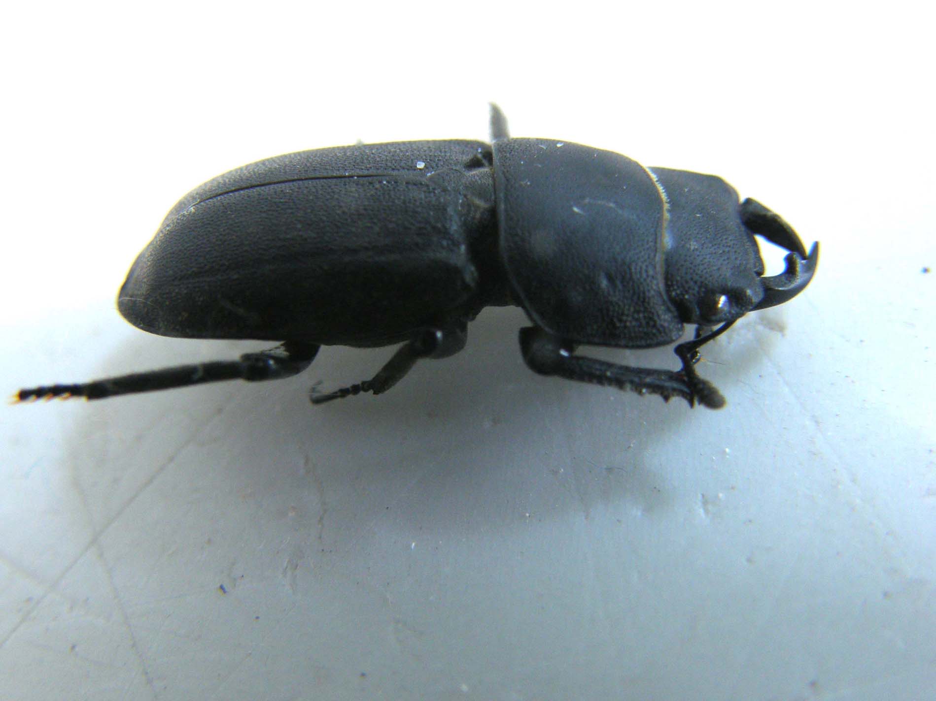 Scarabeo da identificare: Dorcus parallelepipedus