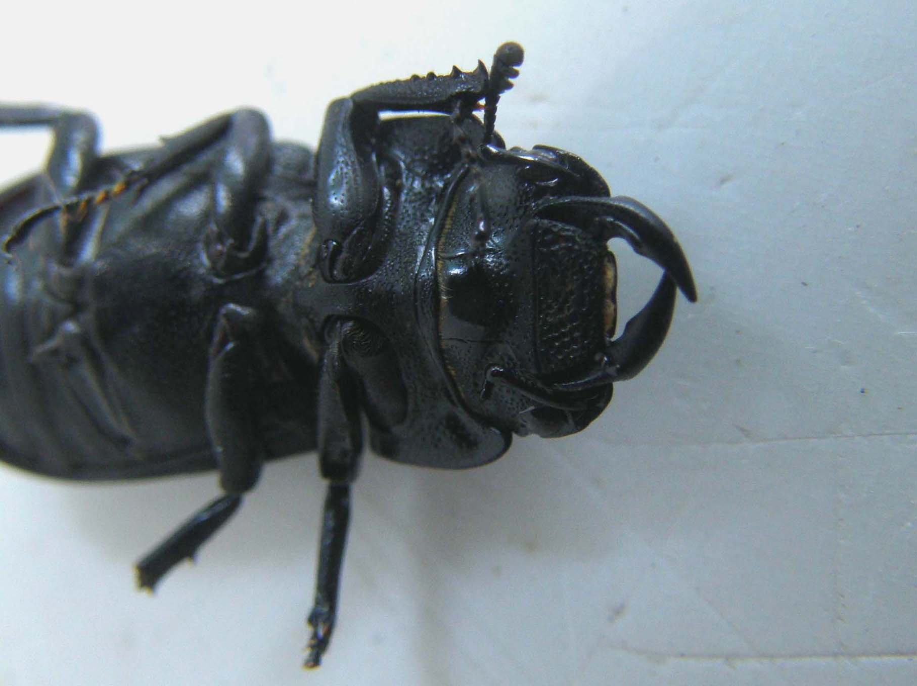 Scarabeo da identificare: Dorcus parallelepipedus