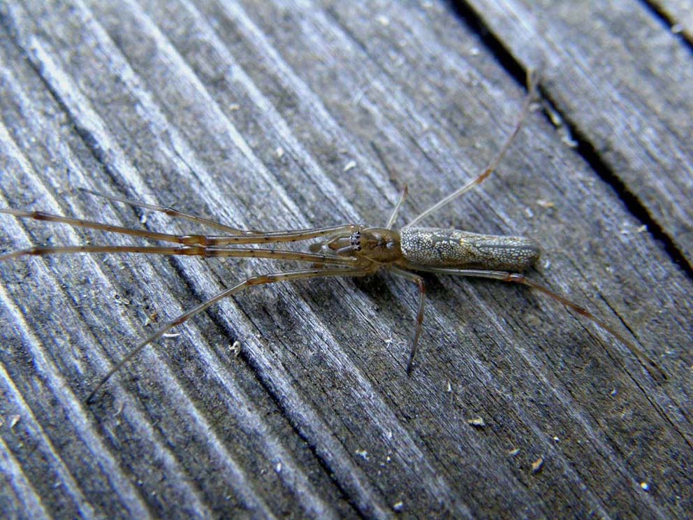 Tetragnatha sp.