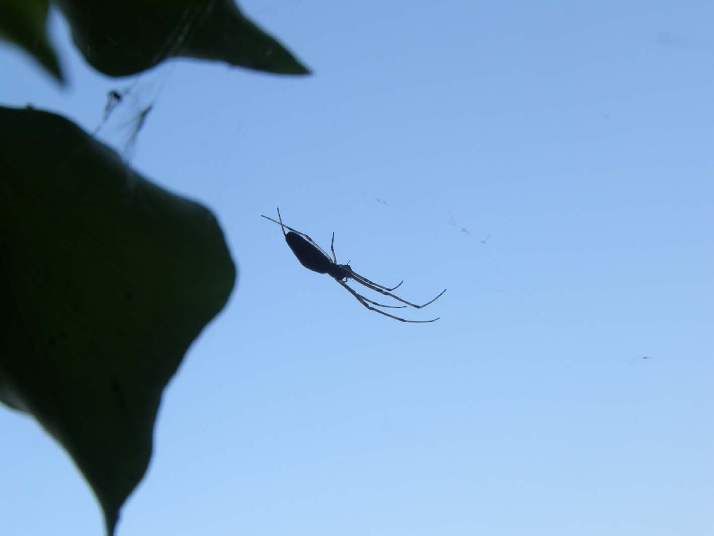 Tetragnatha sp.