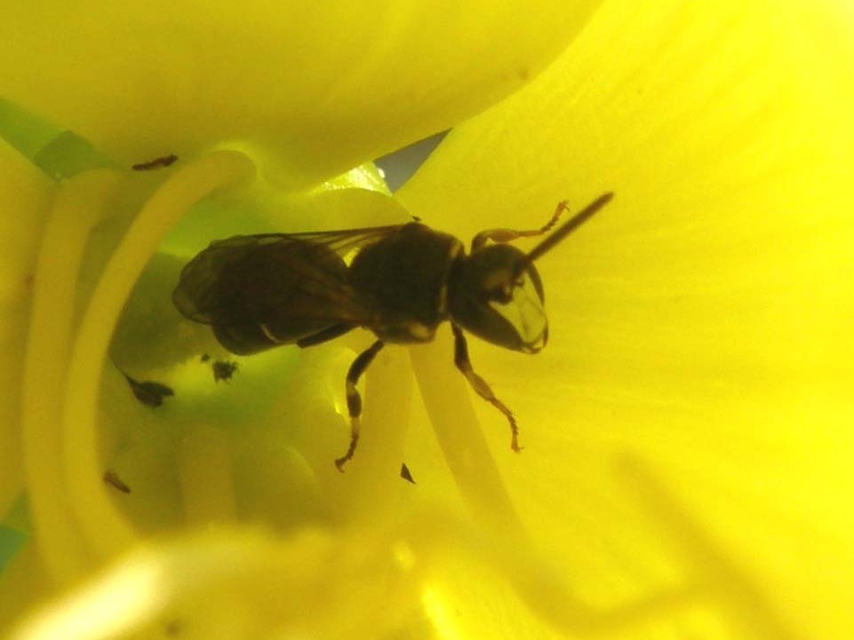 Imenottero all''interno di un fiore: Maschio di Hylaeus sp.