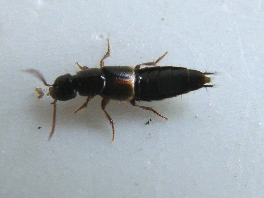 Staphylinidae da identificare: Philonthus cfr. discoideus