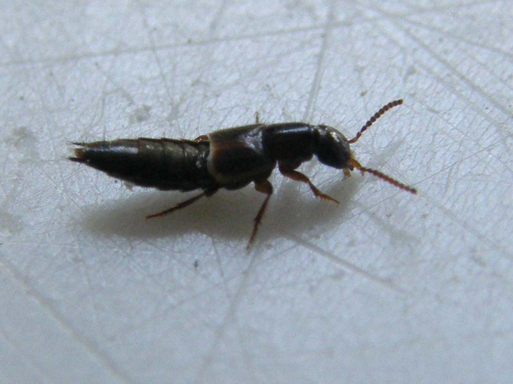 Staphylinidae da identificare: Philonthus cfr. discoideus