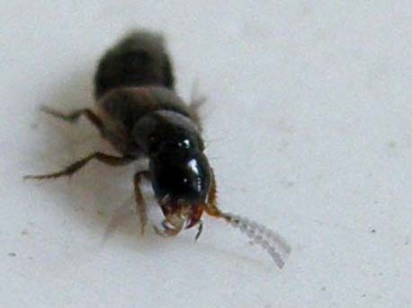 Staphylinidae da identificare: Philonthus cfr. discoideus