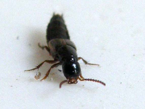 Staphylinidae da identificare: Philonthus cfr. discoideus