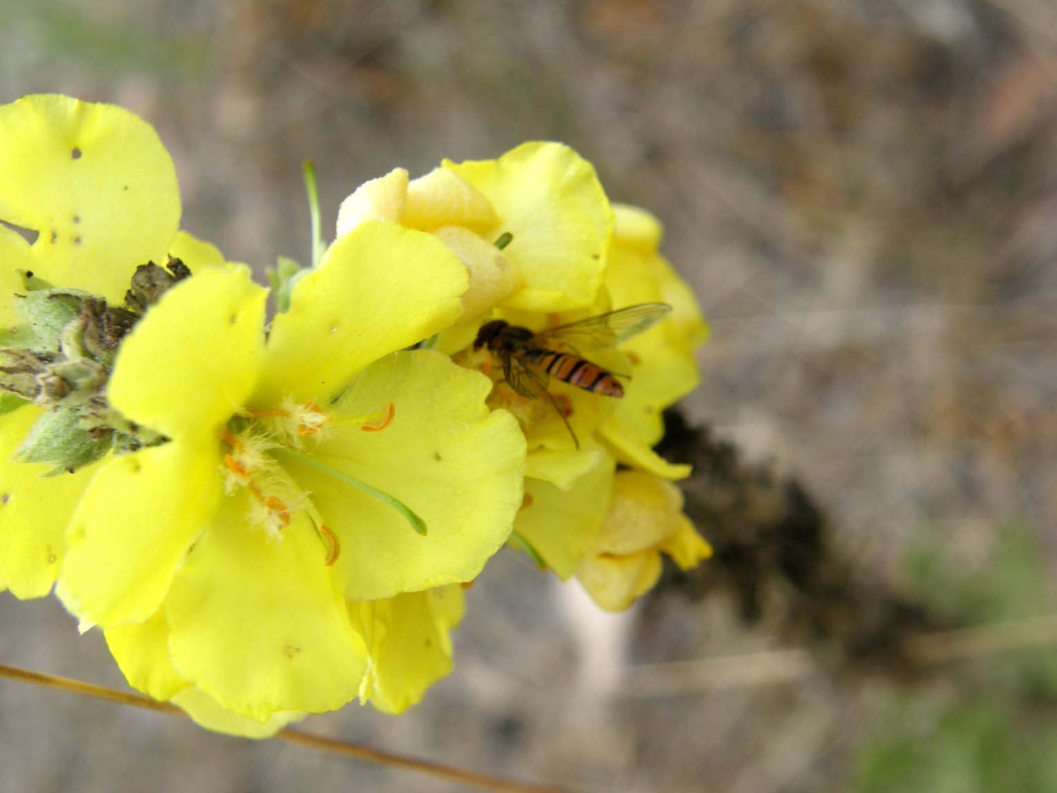 Syrphidae da identificare