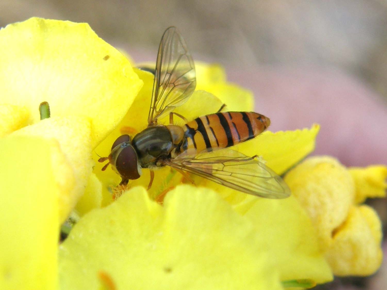 Syrphidae da identificare