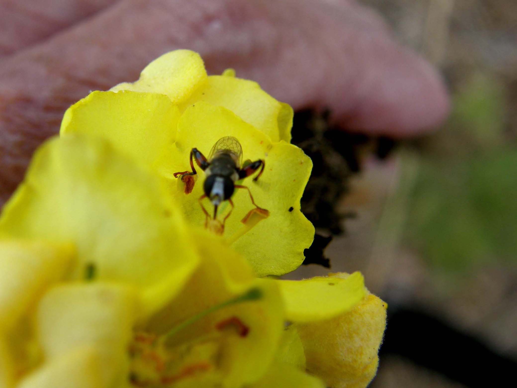 Syrphidae da identificare