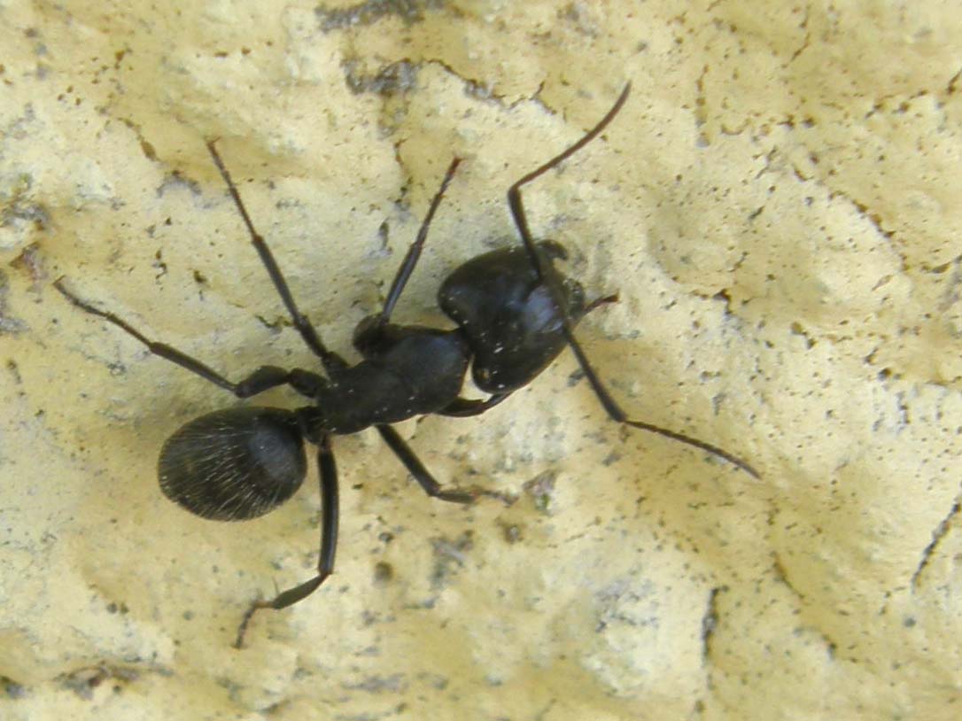 Grosse formiche: Camponotus vagus