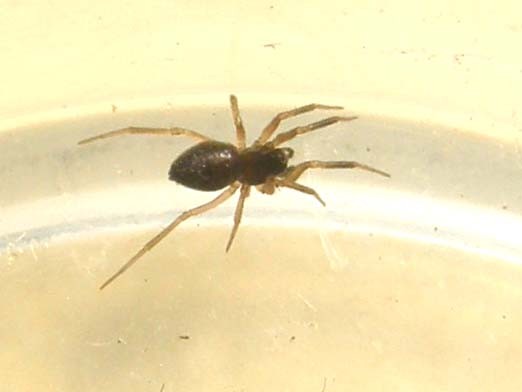 Linyphiidae