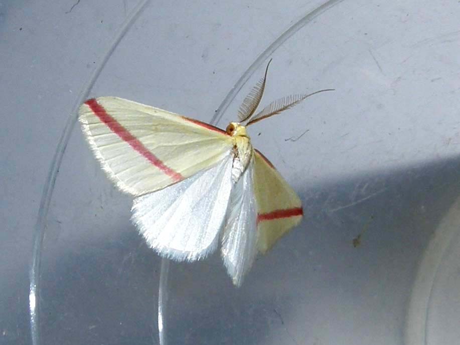 Falena da identificare - Rhodometra sacraria