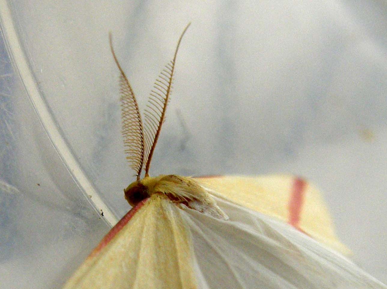 Falena da identificare - Rhodometra sacraria