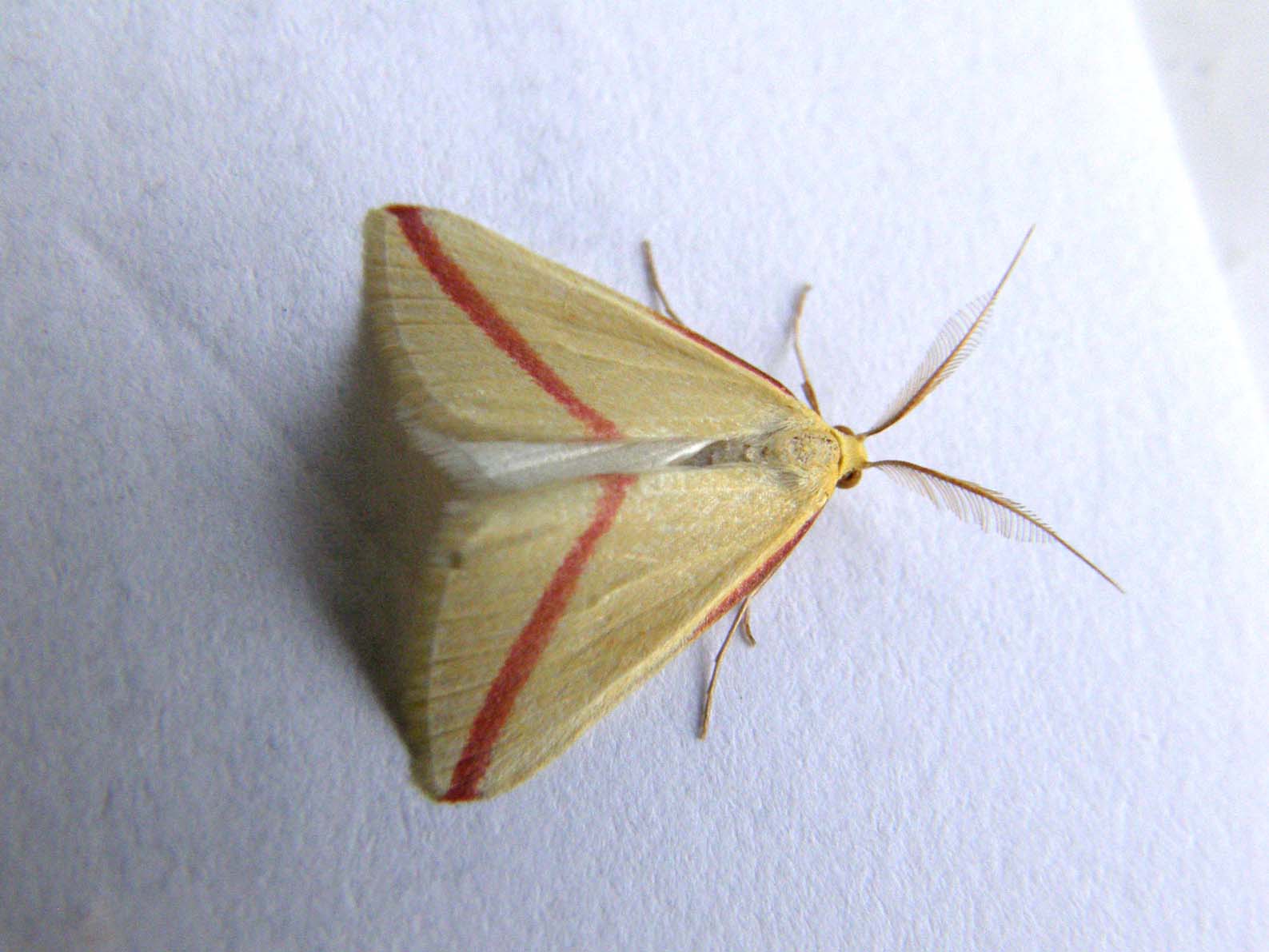 Falena da identificare - Rhodometra sacraria