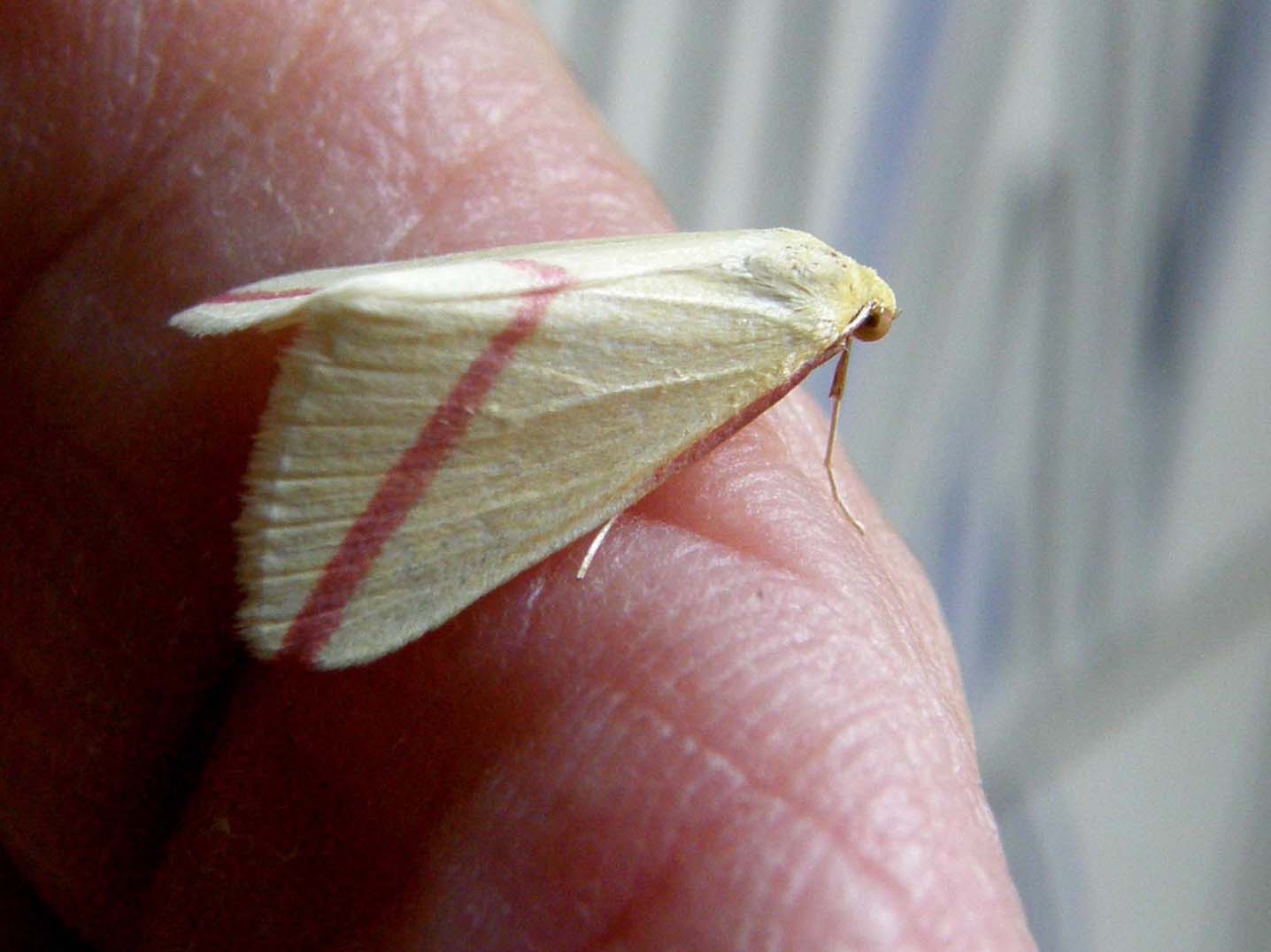 Falena da identificare - Rhodometra sacraria