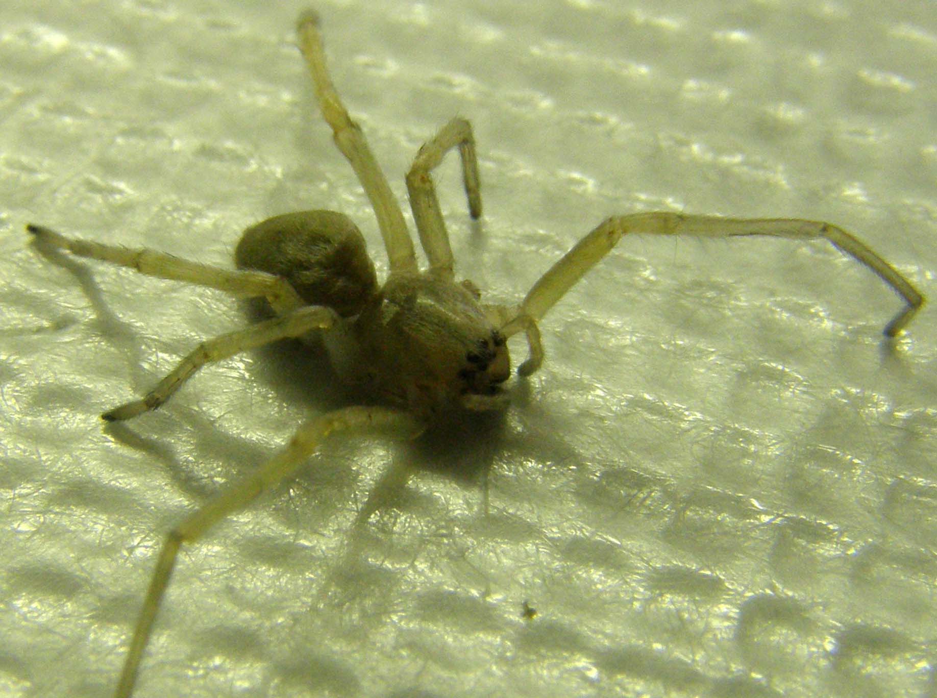 Cheiracanthium sp.