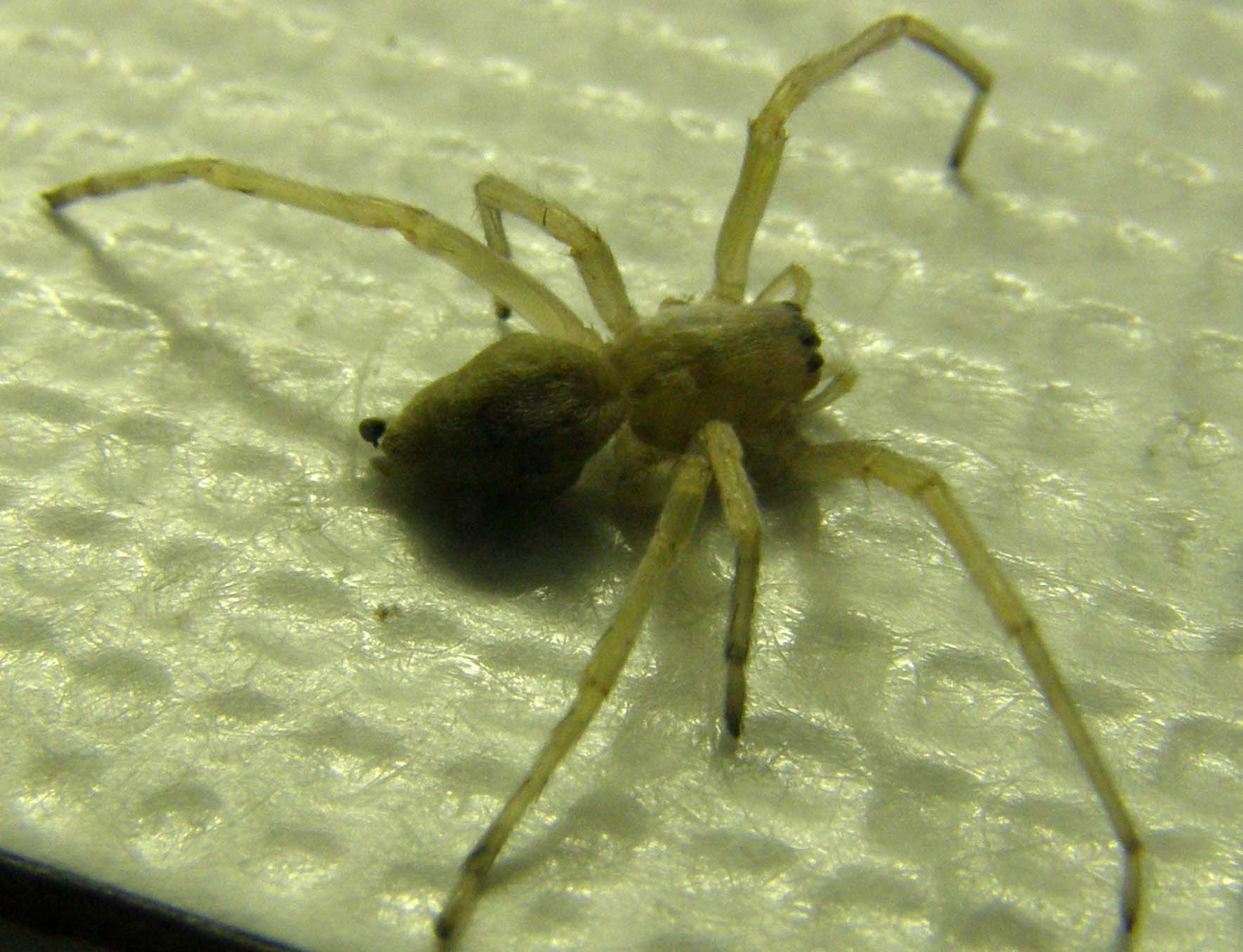 Cheiracanthium sp.