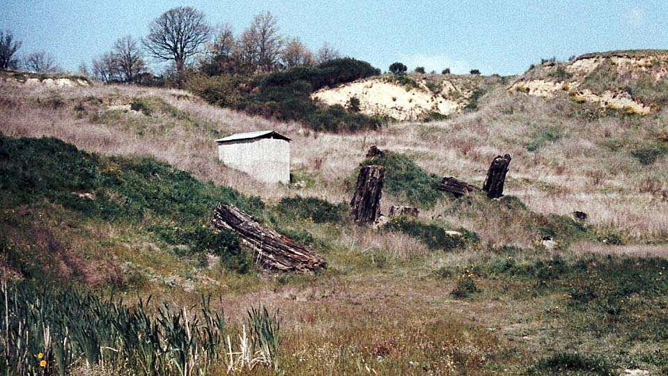La foresta fossile di Dunarobba