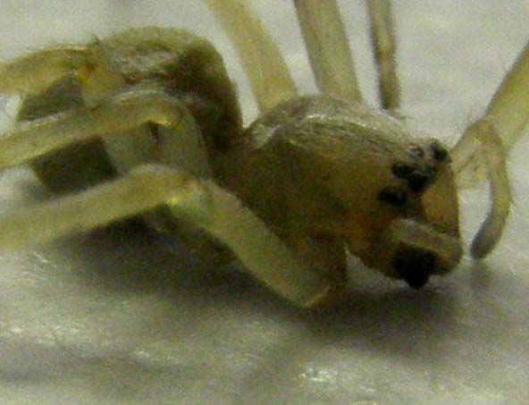 Cheiracanthium sp.