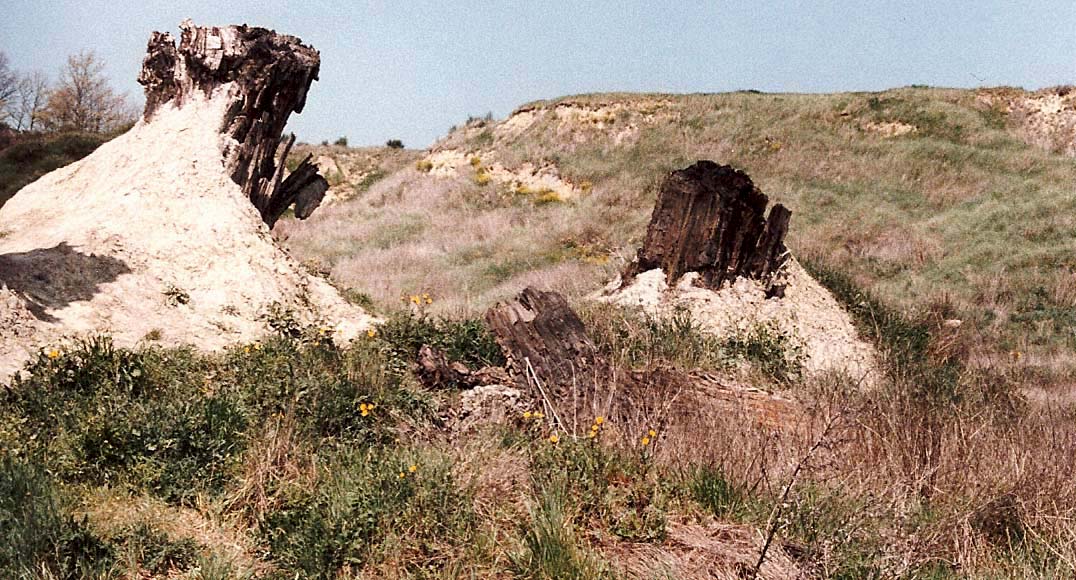 La foresta fossile di Dunarobba