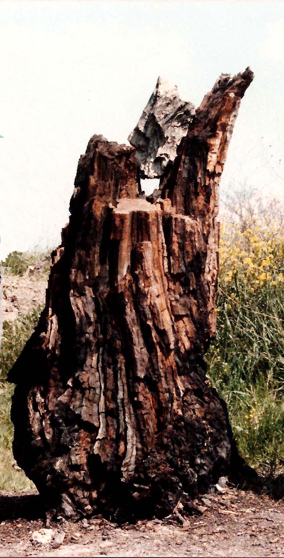La foresta fossile di Dunarobba