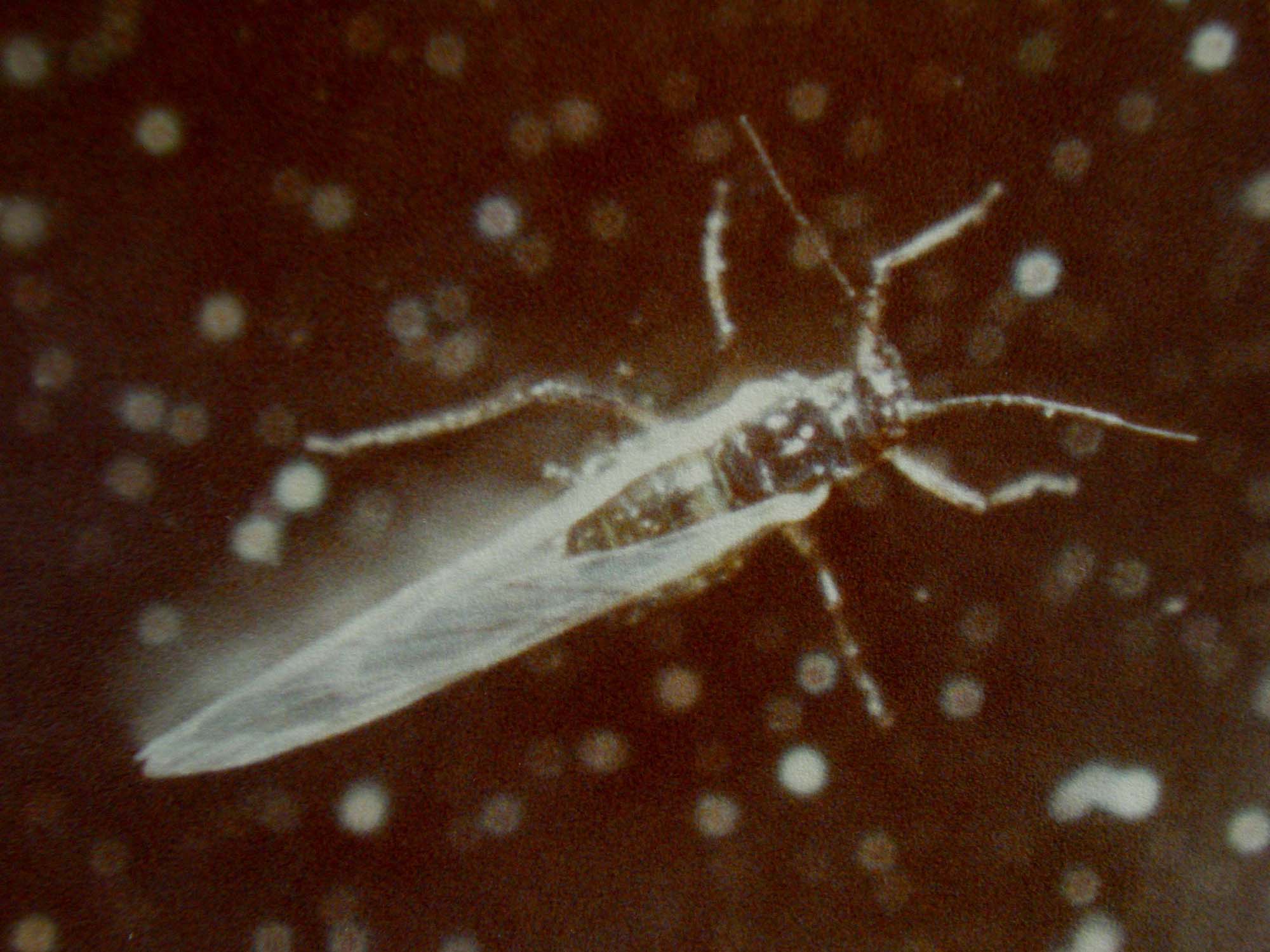Afidi