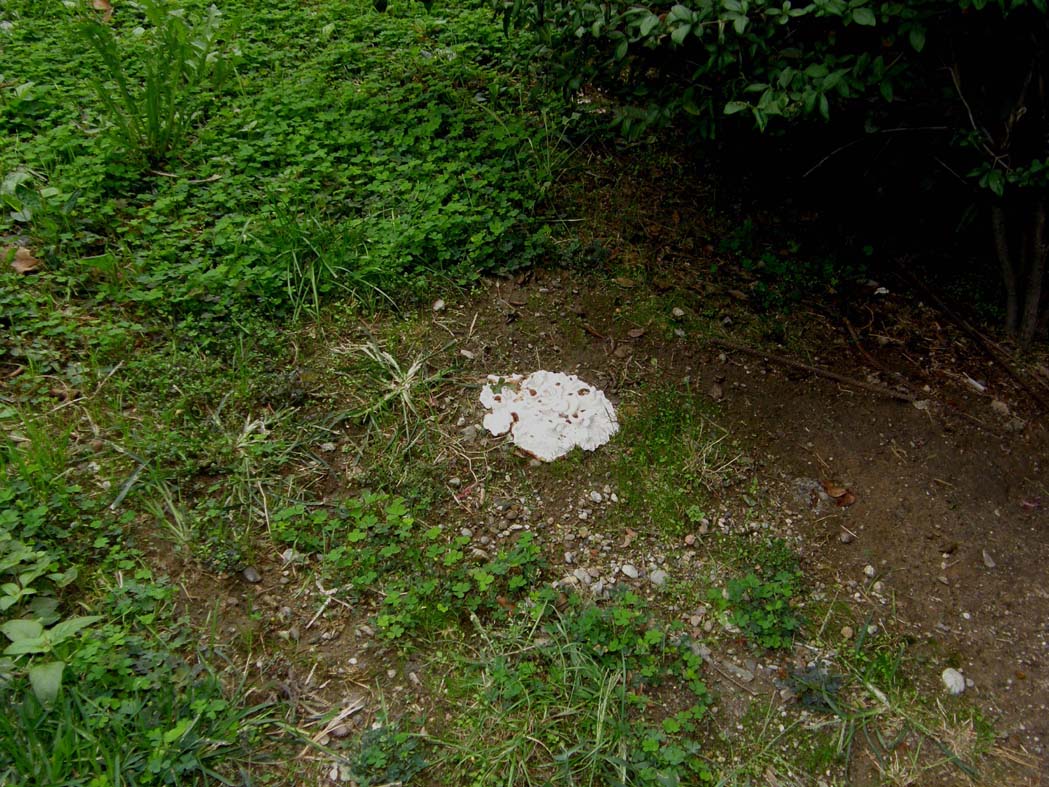 Fungo o alieno? (Ganoderma resinaceum)