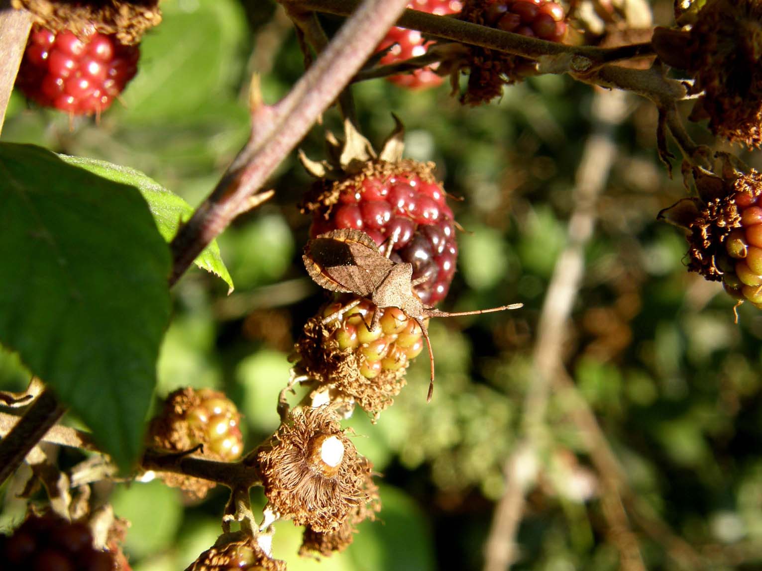 Coreidae: Coreus marginatus (adulti e ninfe) di Volano (FE)