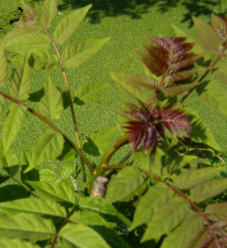 Gemme in attesa? Ailanthus altissima