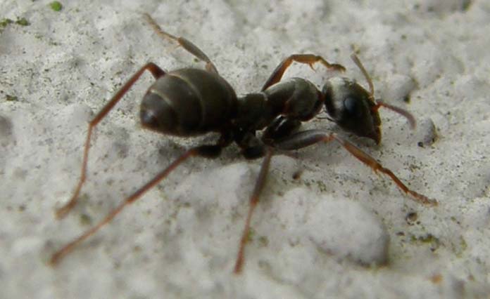 Formica...solitaria