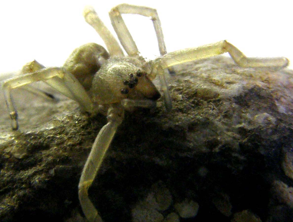 Cheiracanthium sp.