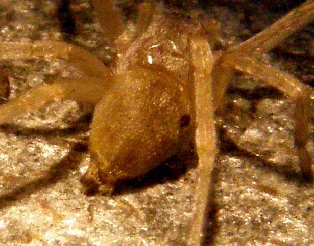 Cheiracanthium sp.
