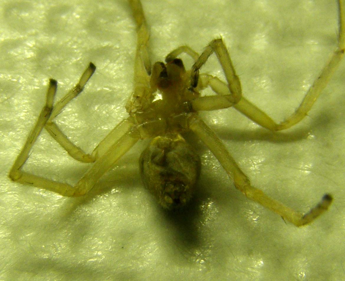Cheiracanthium sp.