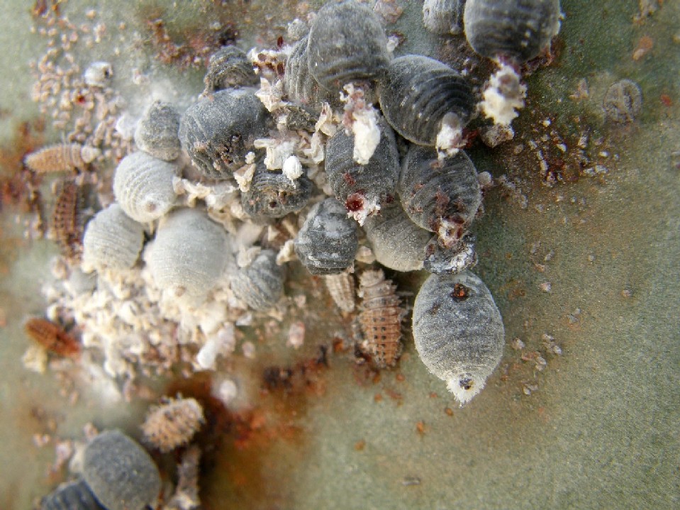 Saissetia coffeae + Dactylopius coccus,  cocciniglie
