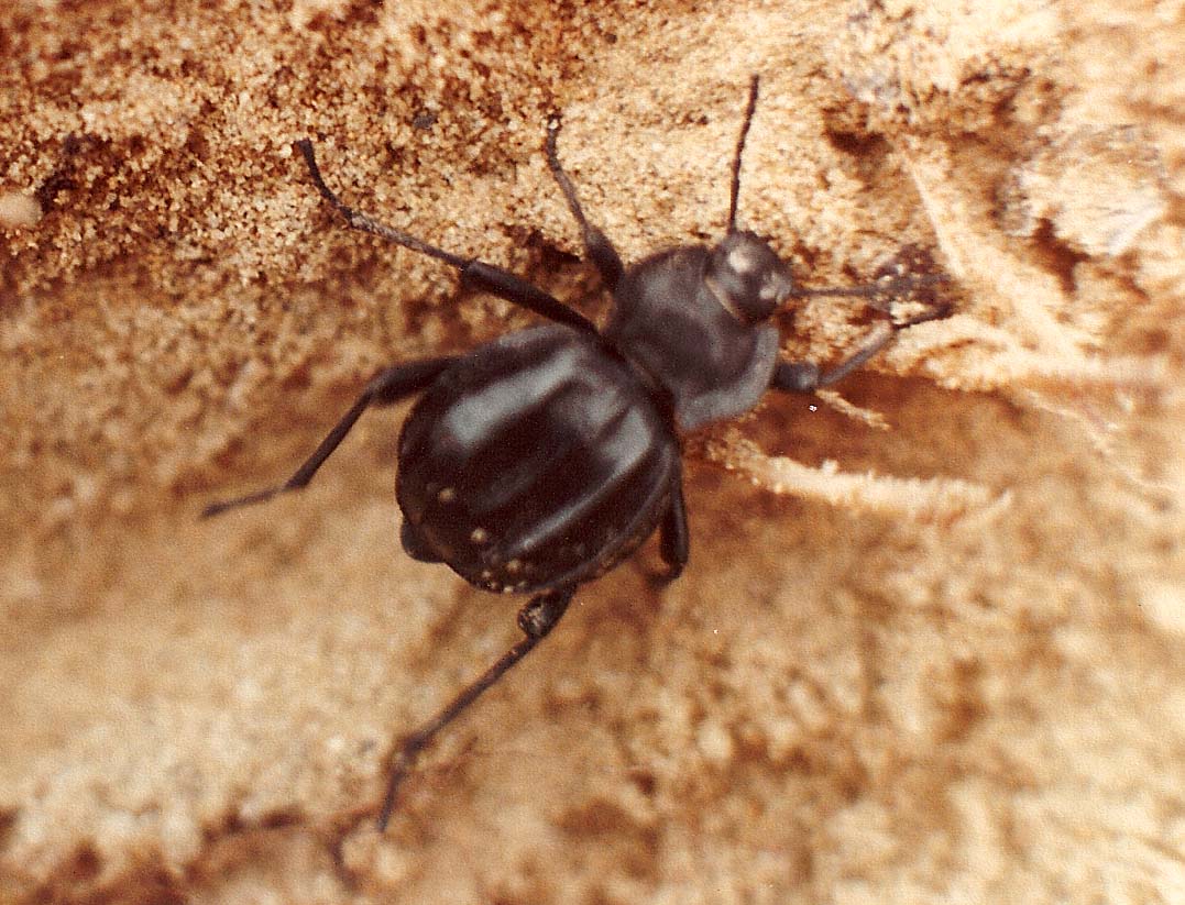 Akis spagnola  (Tenebrionide)