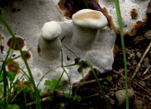 Fungo o alieno? (Ganoderma resinaceum)