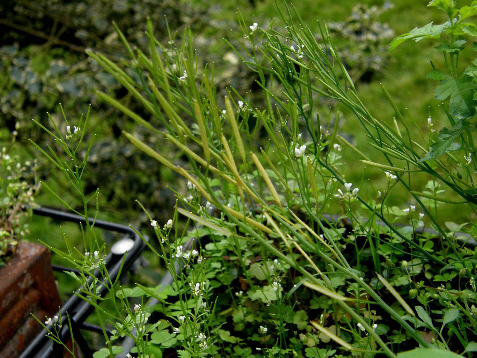 Cardamine hirsuta / Billeri primaticcio