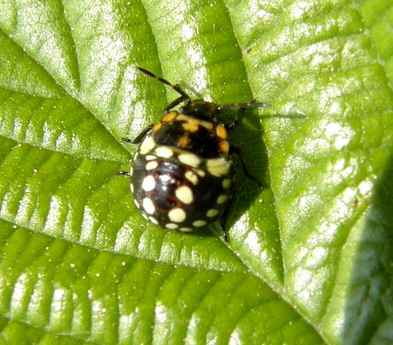 Neanide da identificare: Nezara viridula