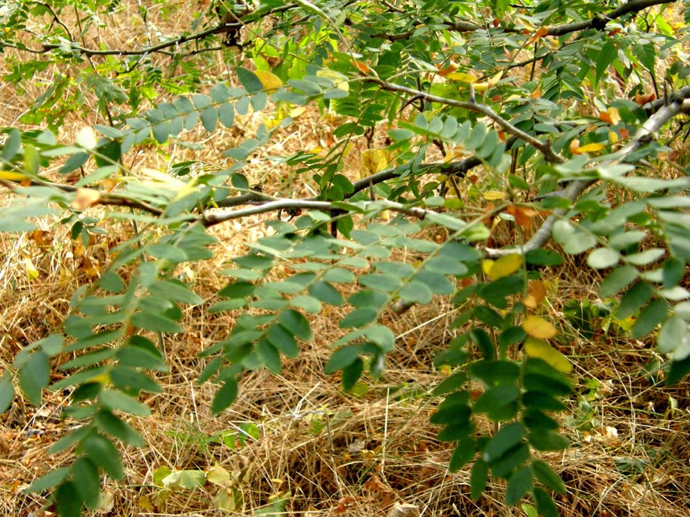 Mi era parsa una piccola robinia..: Amorpha fruticosa (Fabaceae)