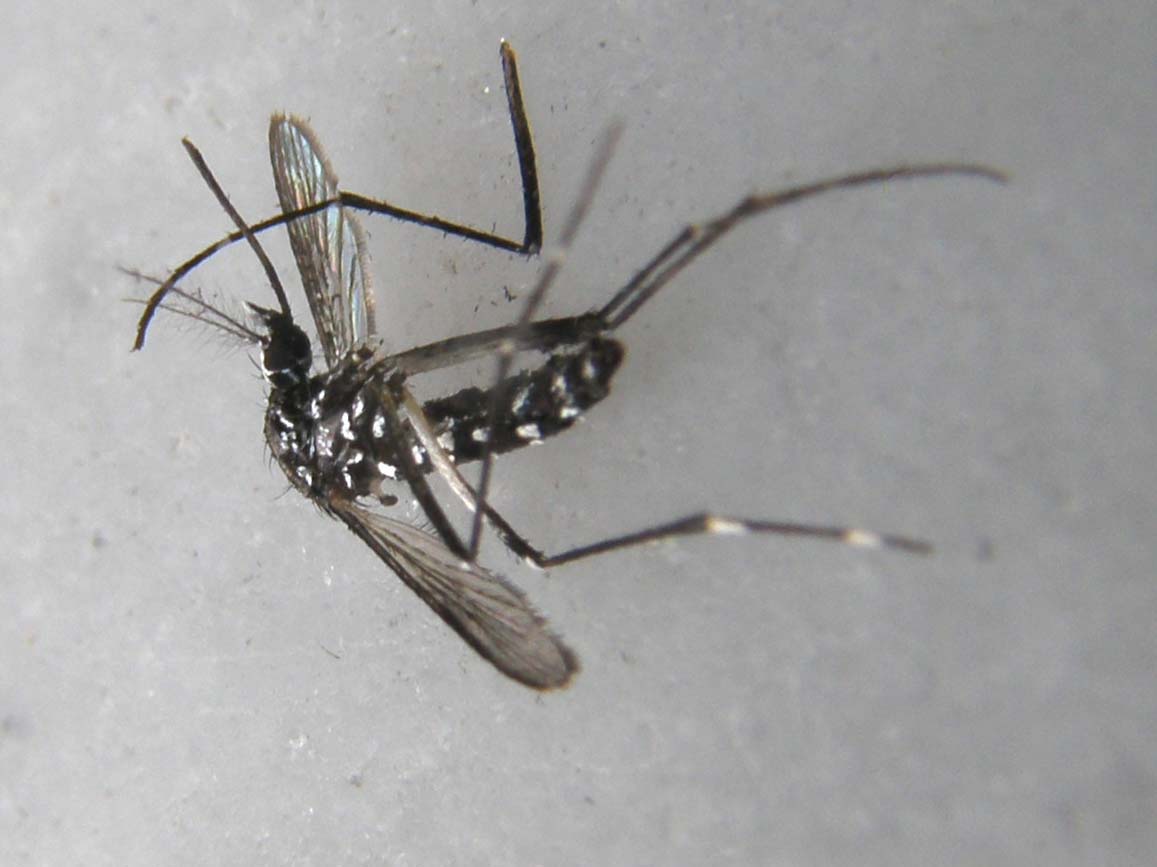 La mia prima zanzara tigre? S, femmina di Aedes albopictus