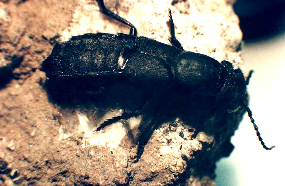 Staphylinidae da identificare: O. olens