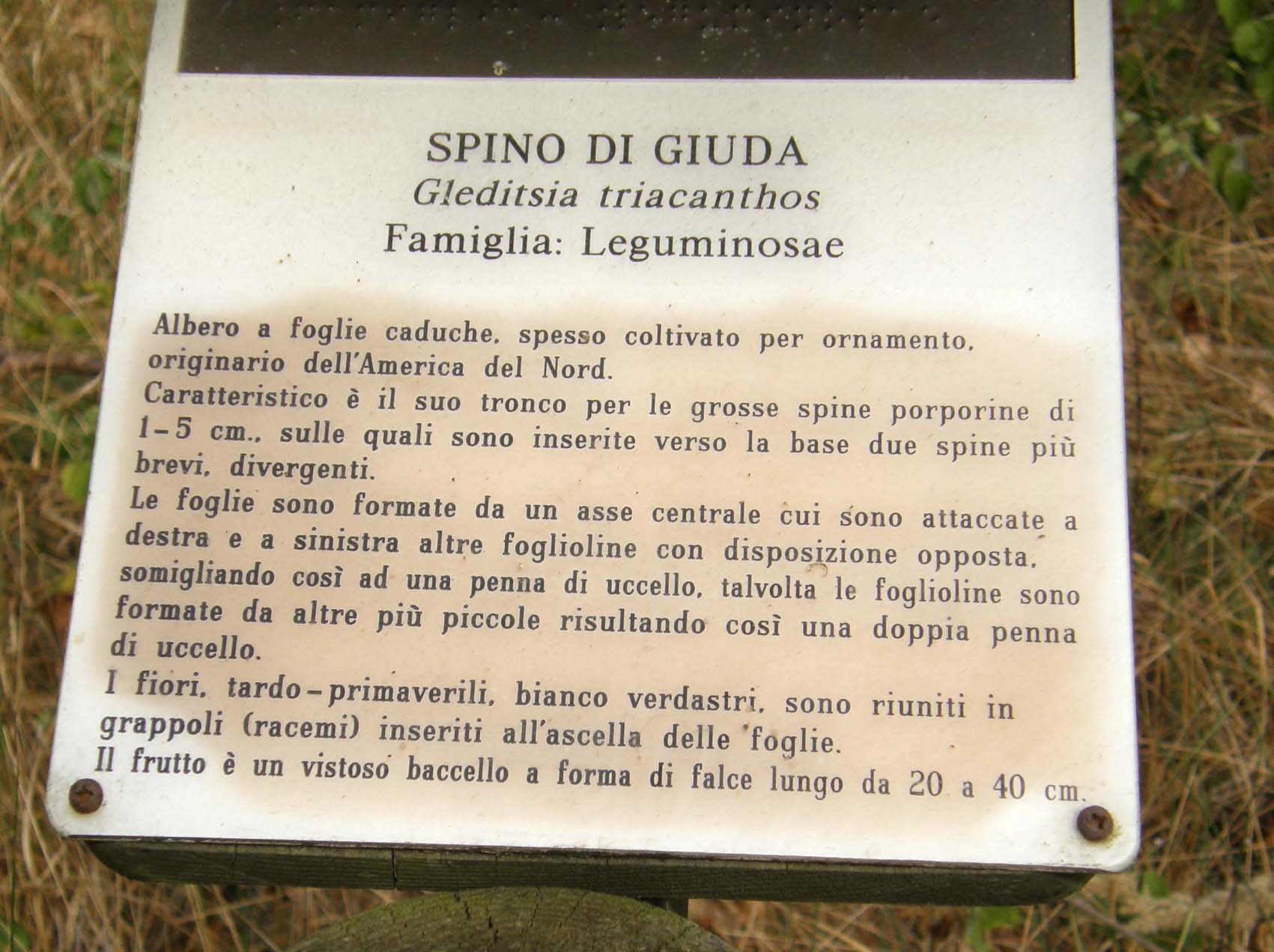 Mi era parsa una piccola robinia..: Amorpha fruticosa (Fabaceae)