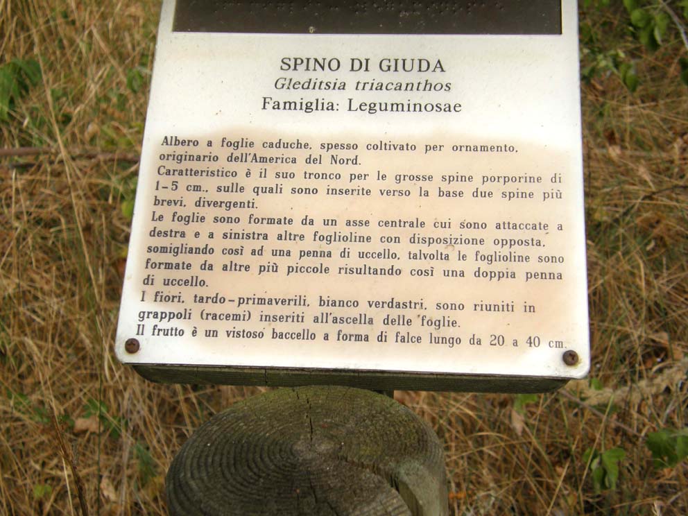Mi era parsa una piccola robinia..: Amorpha fruticosa (Fabaceae)