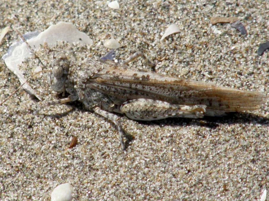 Acrididae: Sphingonotus sp. e Oedipoda sp.